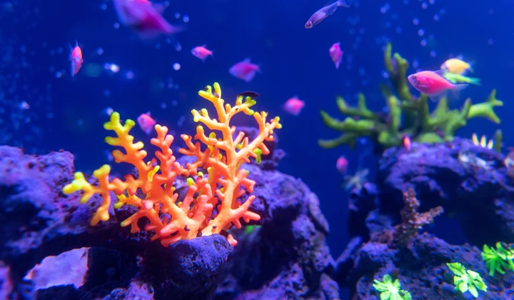 Korallenfreundliche Sonnencremes von Ladival