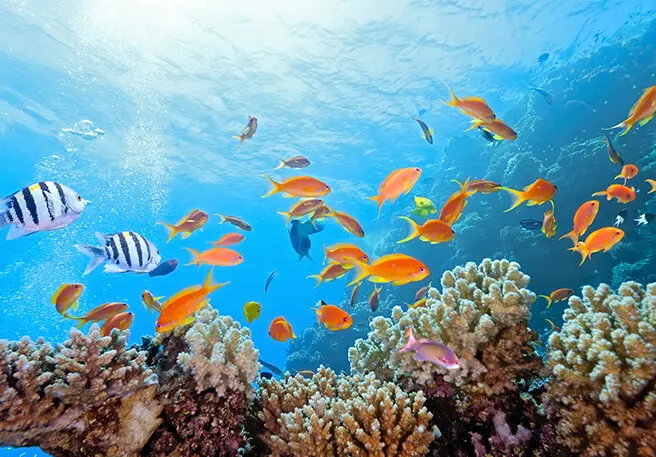 Korallenfreundliche Sonnencreme trägt zum Erhalt von Korallenriffen bei